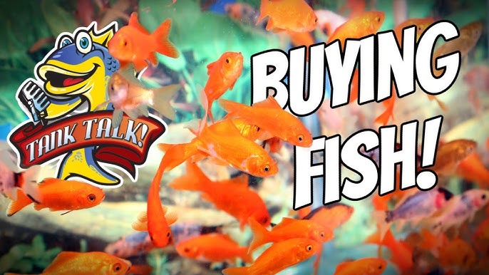 buy tropical fish online